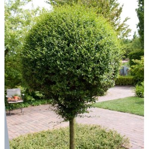 Grüner Hochstamm Kugel-Liguster (Ligustrum delavayanum) mit dichter, runder Krone im Garten. Ideal als Zierstrauch.