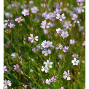 Nahaufnahme der zarten, hellrosa Blüten des Steinbrech Fels Nelke (Petrorhagia saxifraga).