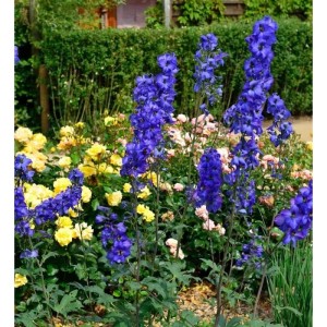 Blühender Rittersporn 'New Millennium Blue Lace' im Gartenbeet.