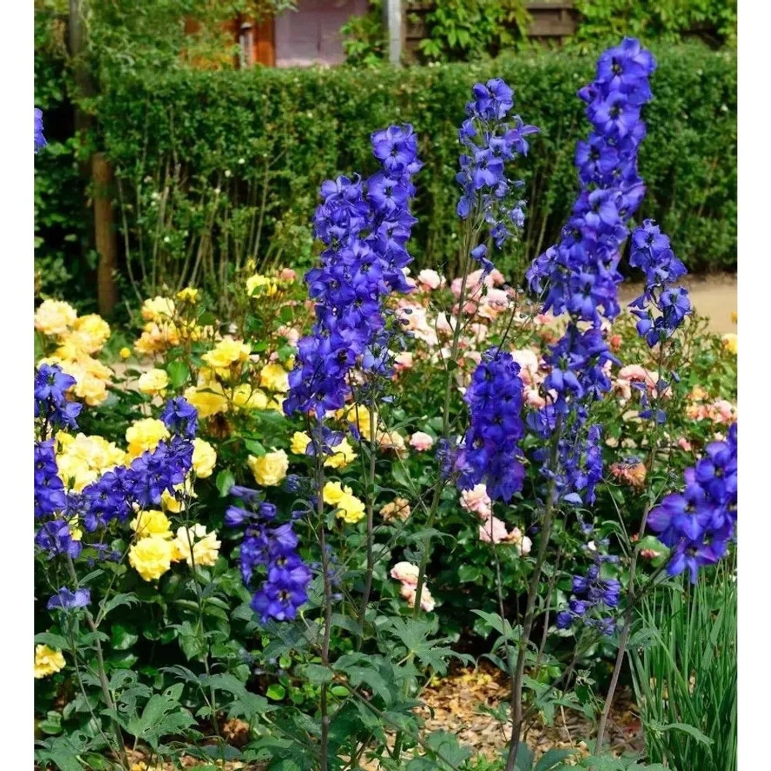 Rittersporn New Millennium Blue Lace - Delphinium