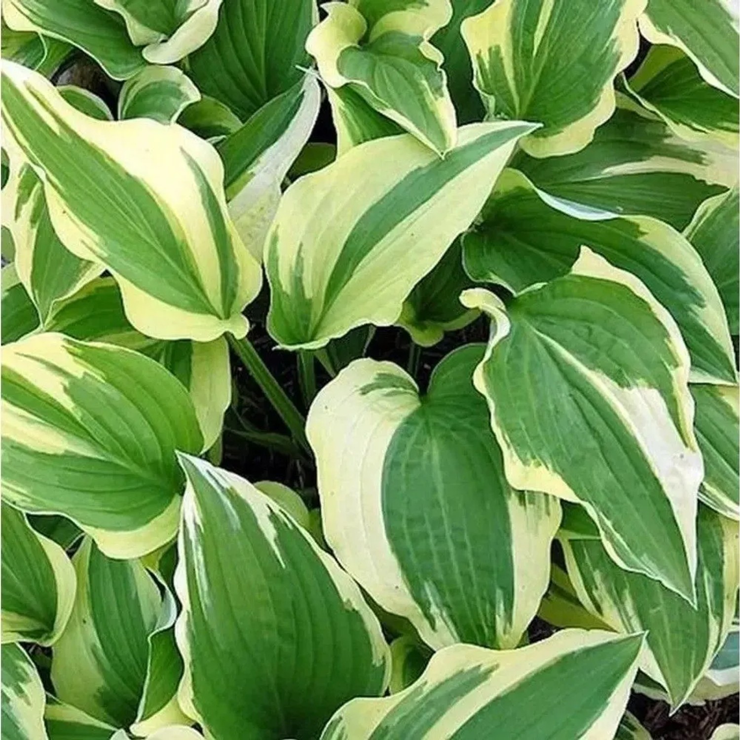Funkie Antioch - Hosta cultorum