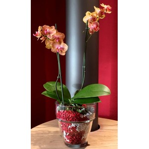 Orchidee in Glas mit Colomi Orchideengranulat rot/weiß. Mineralisches Seramis Substrat.