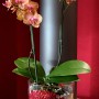 Orchidee in Glas mit Colomi Orchideengranulat rot/weiß. Mineralisches Seramis Substrat.