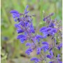 Blühender Wiesensalbei 'Haematodes' (Salvia pratensis) mit violetten Blüten.