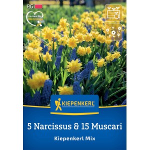 Kiepenkerl Blumenzwiebel Mix: Gelbe Narzissen und blaue Traubenhyazinthen, 20 Stück.