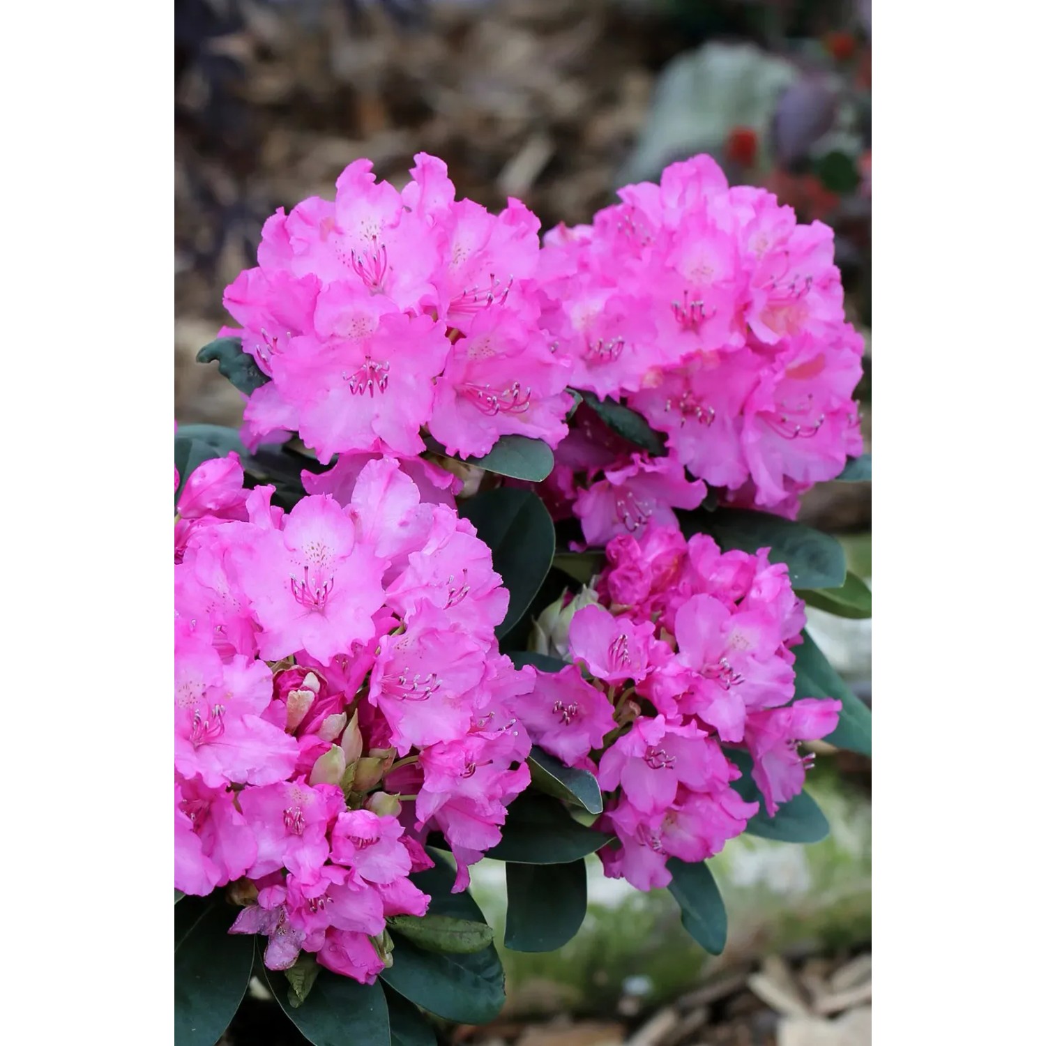 Zwerg Rhododendron Elite Star Hhe 10-20 cm 2,3 l kaufen bei OBI