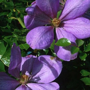 Waldrebe 'Mrs Cholmondeley' Clematis 50 bis 60 cm im Container Großblumig