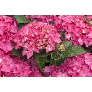 Nahaufnahme der roten Blüten der Bauernhortensie Hydrangea Red Angel.