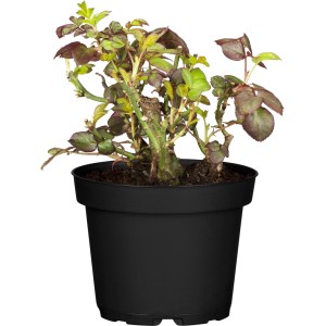 Edelrose Mix Orange im Topf, ca. 10-20 cm hoch. Ideal für Beet und Kübel.