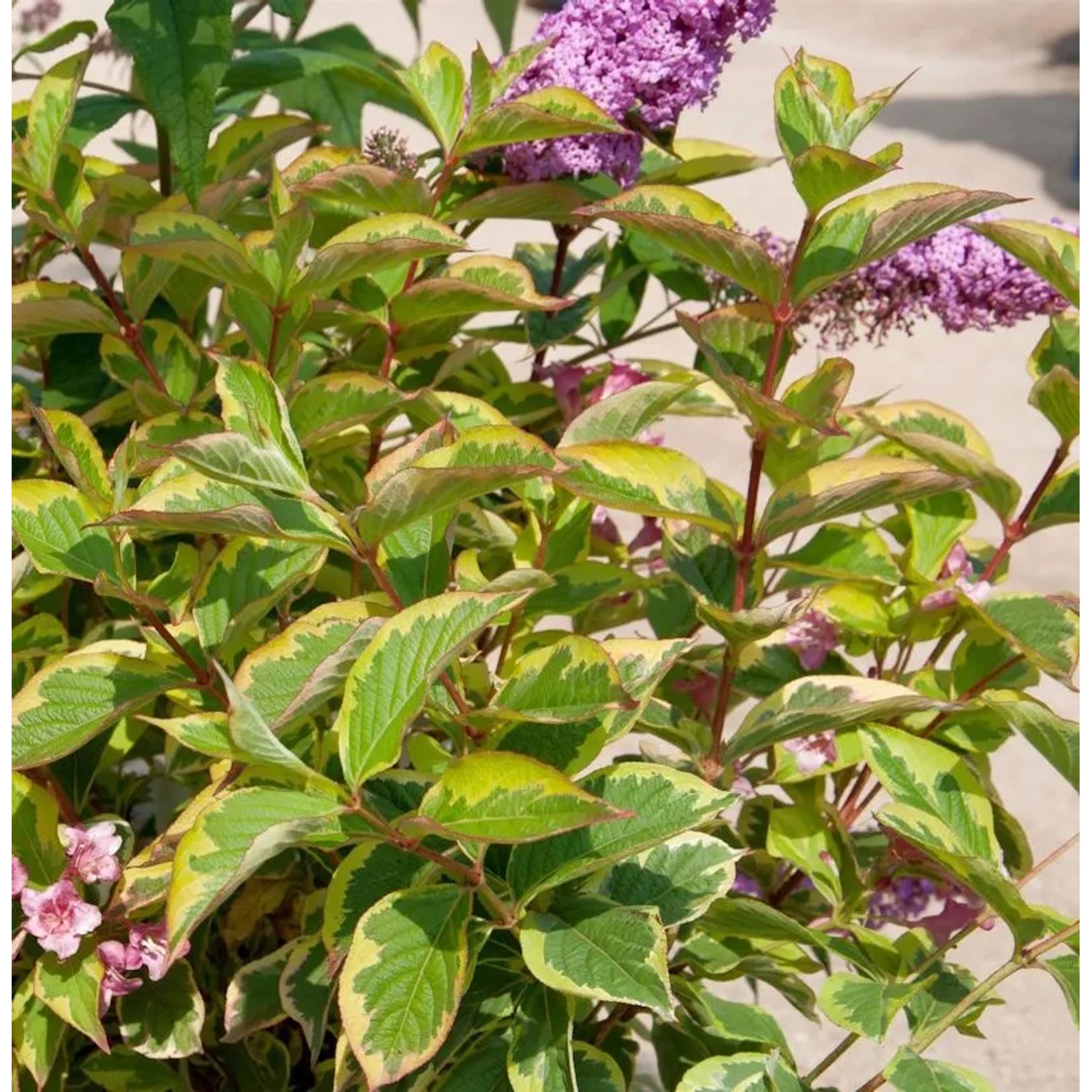 Hochstamm Weigelie Moline Rouge 80-100cm - Weigela florida