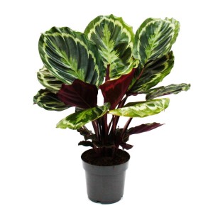 Exotenherz Calathea Medaillon mit auffälligem Blattmuster im 14cm Topf, ca. 50cm hoch.