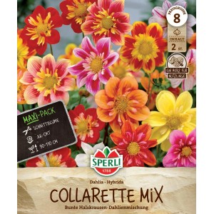Sperli Blumenzwiebeln Maxi Pack Dahlien Collarette Mix mit bunten Halskrausen-Dahlienblüten in Orange, Gelb, Rot, Pink und Weiß.