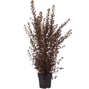 Blasenspiere Little Devil im Topf, ca. 40-50cm hoch, mit dunkelrotem Laub.