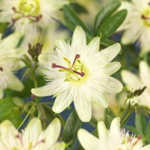 Exotenherz Kletterpflanzen Passionsblume Passiflora Avalanche 2er Set 11cm Topf