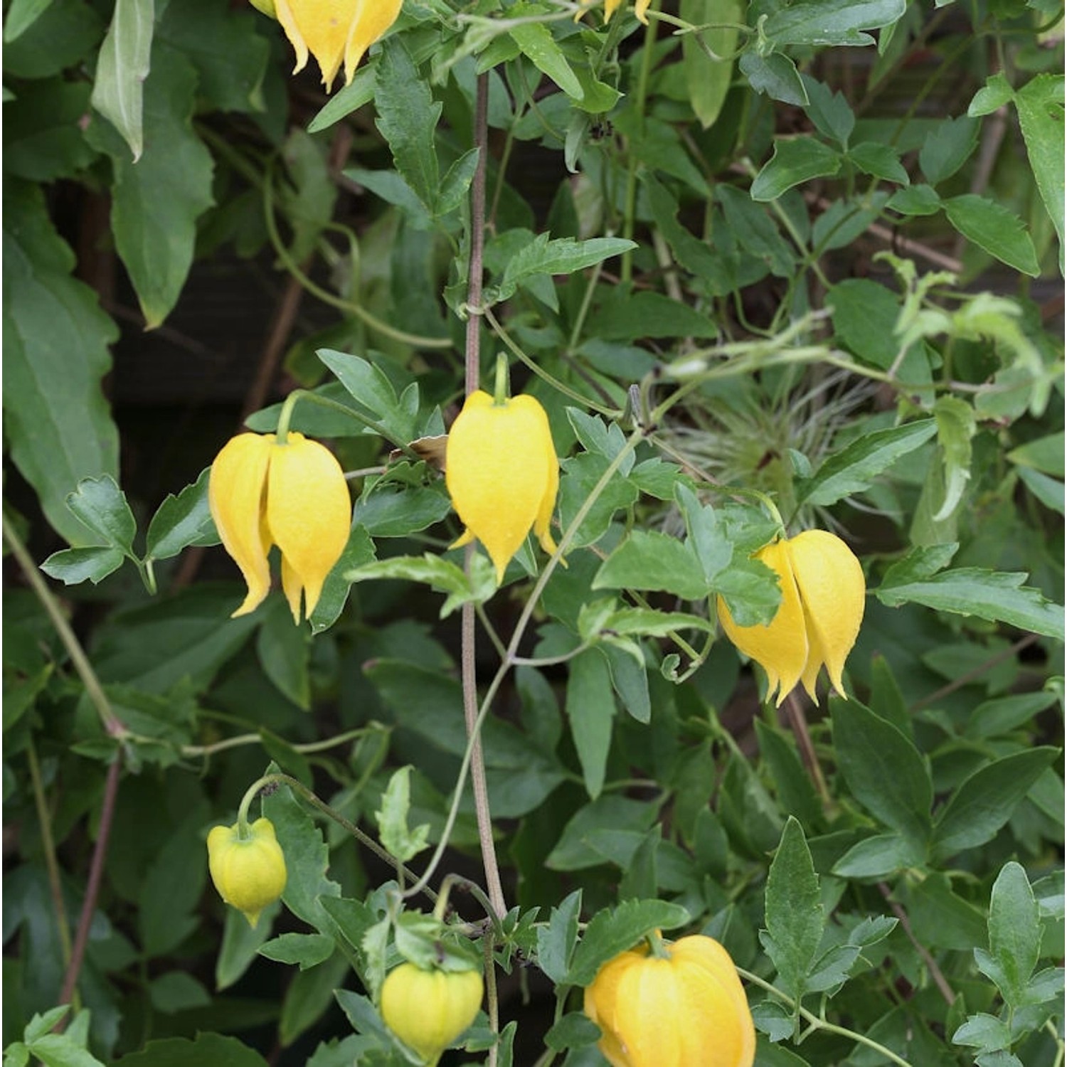 Gold Waldrebe 40-60cm - Clematis tangutica günstig online kaufen