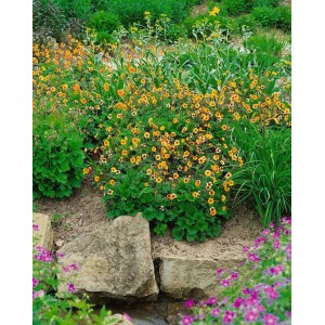 Nelkenwurz 'Georgenberg' im Garten: Orange Blüten der Geum X Heldreichii Staude im 9x9 cm Topf.