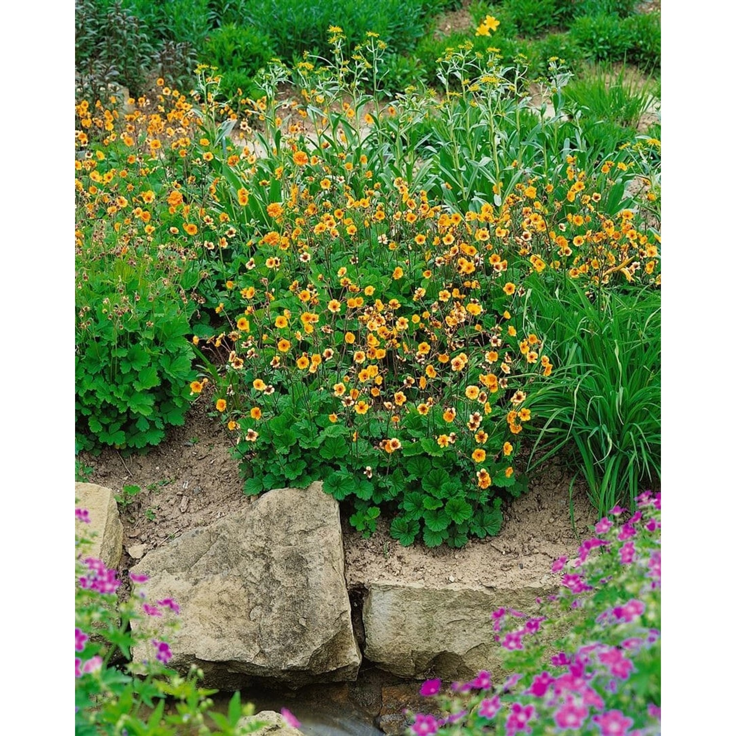 Geum X Heldreichii Georgenberg Nelkenwurz Ca. 9x9 cm Topf günstig online kaufen
