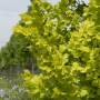 Goldulme (Ulmus carpinifolia) mit leuchtend gelben Blättern, 60-80cm hoch.