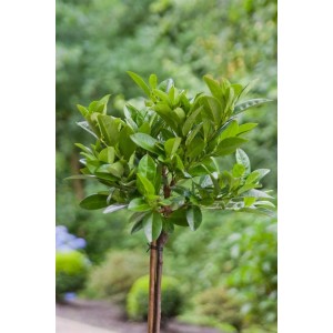 Prunus laurocerasus 'Piri' als Heckenpflanze mit grünen Blättern.