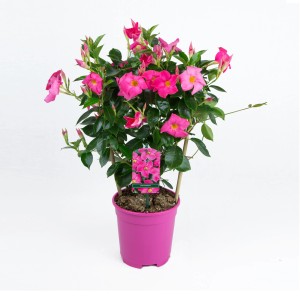 GROW by OBI Dipladenie Sundevillea mit Rankhilfe im pinken Topf, ca. 40-50 cm hoch.
