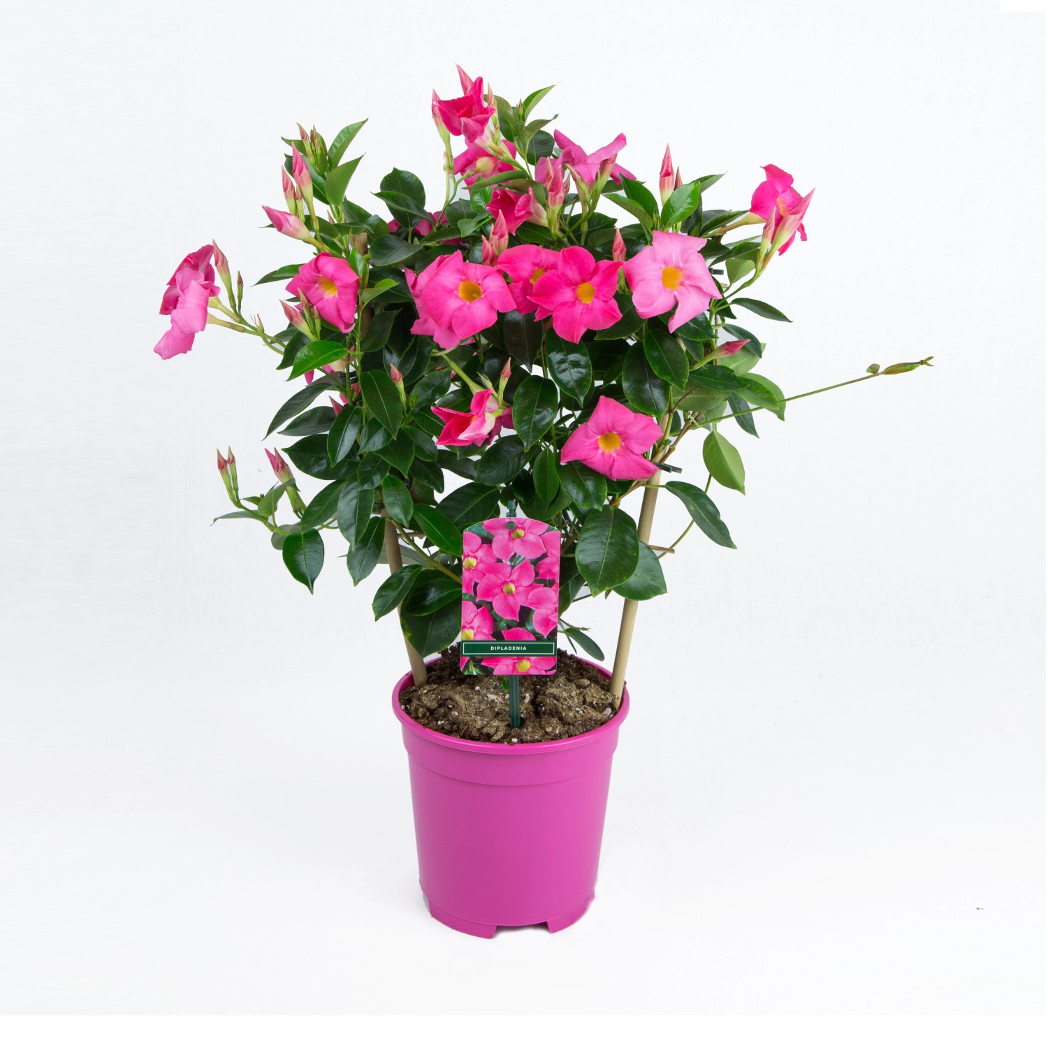 GROW by OBI Dipladenie "Sundevillea" mit Rankhilfe ca. 40 cm 50 cm