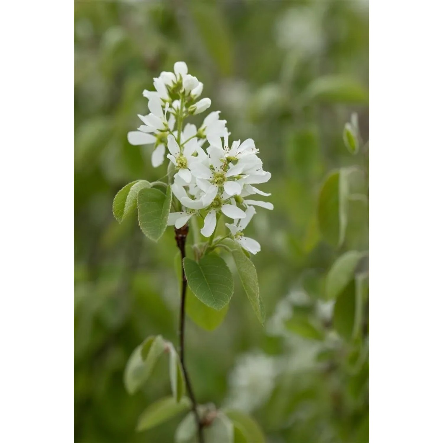 Nahaufnahme der weißen Blüten der Felsenbirne Amelanchier Alnifolia Greatberry Farm.