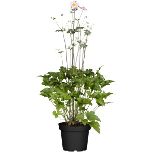 Rosa Garten-Anemone (Anemone hupehensis) im Topf, ca. 23 cm Ø.