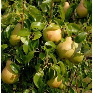 Birnenbaum mit reifen, gelb-grünen Esperens Herrenbirnen und grünen Blättern.
