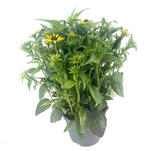 Sonnenhut 'Goldblitz' im Topf, ca. 35 cm hoch, mit gelben Blüten und grünen Blättern.