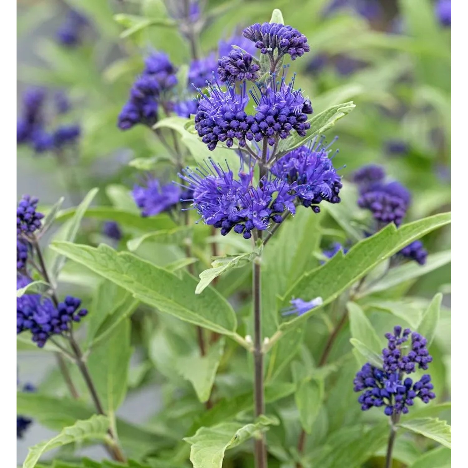 Bartblume Blue Dune 20-30cm - Caryopteris clandonensis