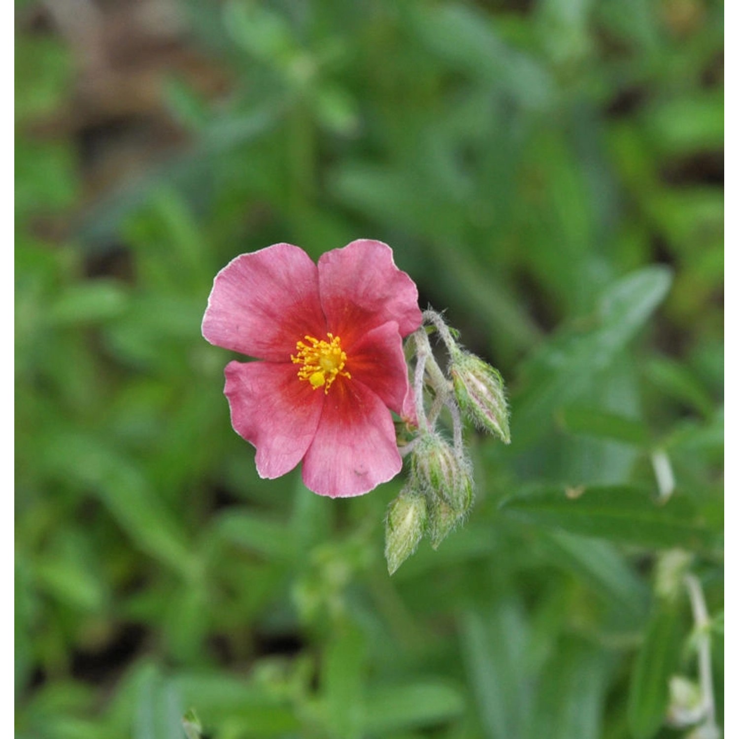 Sonnenröschen Ben Hope - Helianthemum günstig online kaufen