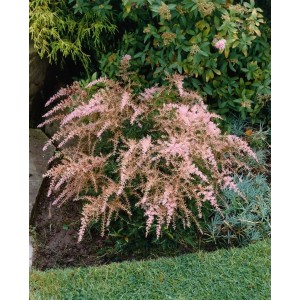 Rosa Prachtspiere 'Sprite' (Astilbe Glaberrima) im 9x9 cm Topf für halbschattige Standorte.