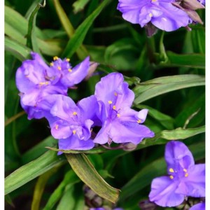 Nahaufnahme der lila Blüten der Dreimasterblume 'Concorde Grape'.