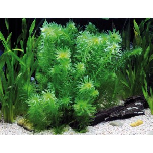 Dennerle Aquariumpflanze Egeria Densa, tropische Wasserpest im Aquarium.