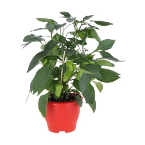 Gemüsepflanze im roten Topf mit grünen, noch unreifen Früchten und Stützstäben.