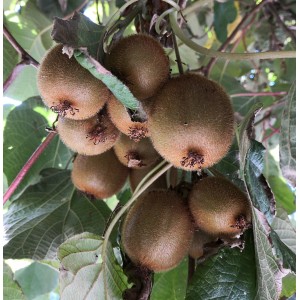 Nahaufnahme von reifen, grünbraunen Kiwi Hayward Früchten am Strauch.