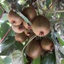 Nahaufnahme von reifen, grünbraunen Kiwi Hayward Früchten am Strauch.