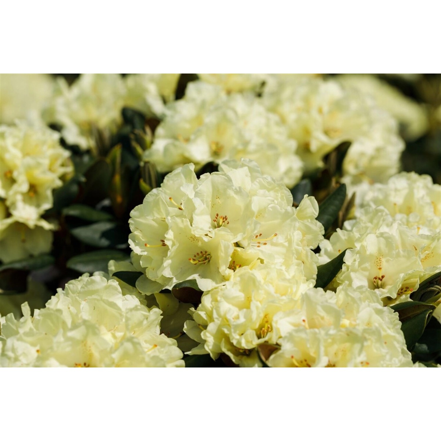 Rhododendron Hybr. Stadt Westerstede Gelb 40–50 cm günstig online kaufen