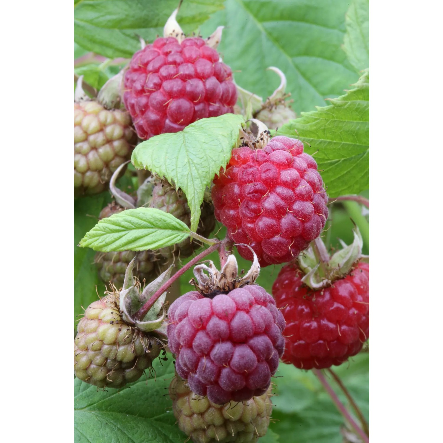 Himbeere Heritage 40 - 60 cm Rubus idaeus