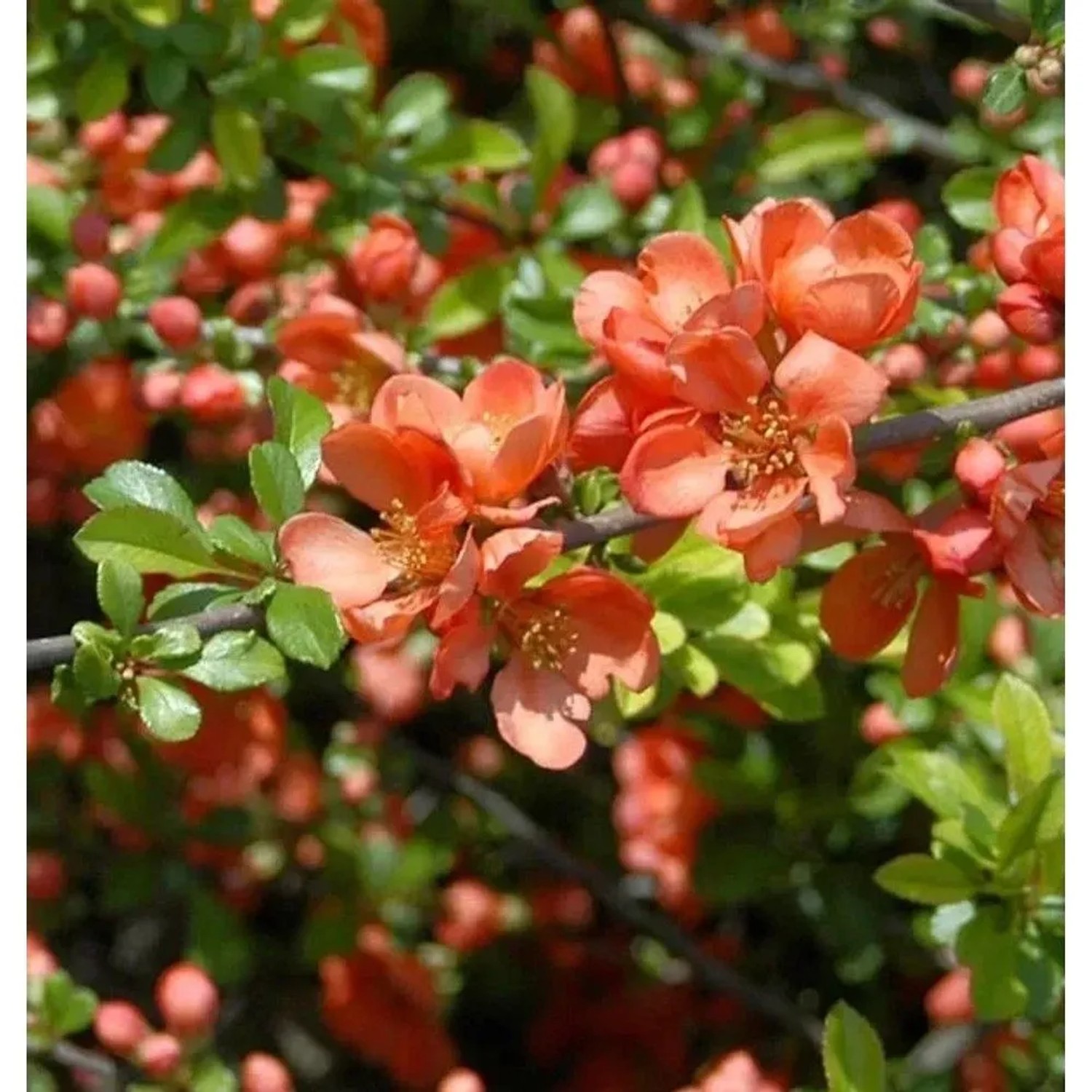 Zierquitte Cameo 60-80cm - Chaenomeles