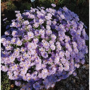 Kissenaster Lady in Blue (Aster dumosus) mit zahlreichen lila Blüten und gelber Mitte.