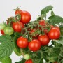 Blu Tomate Mini im Topf, rote und grüne Früchte an der Pflanze.