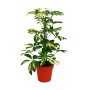 Strahlenaralie 'Schefflera', grün-weiß panaschiert, im Topf. Zimmerpflanze, ca. 40-45cm hoch.