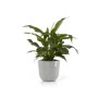 Ecopots Pflanztopf Oslo, weißgrau, 45 cm, mit grüner Pflanze. Ideal für Innen- und Außenbereiche.