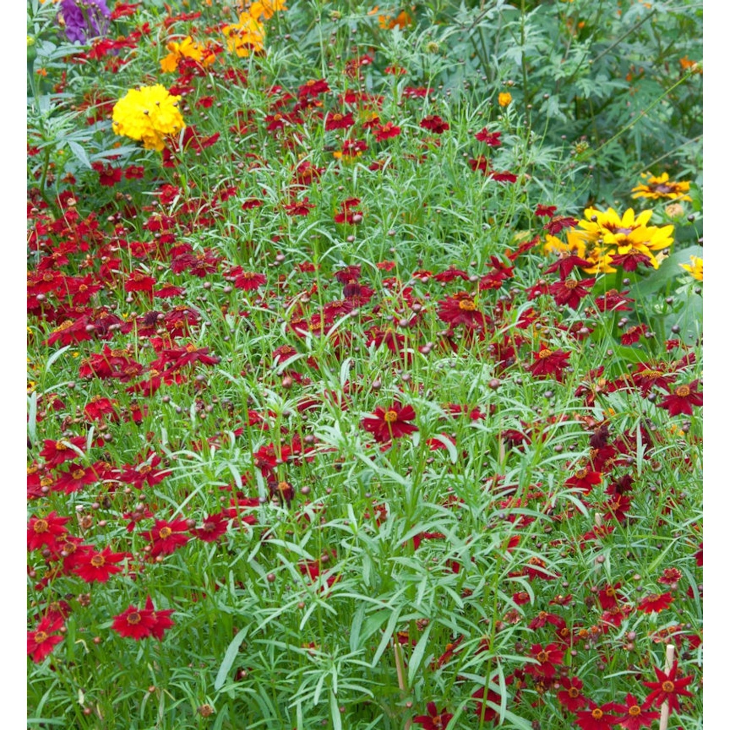 Mädchenauge Sangria - Coreopsis rosea günstig online kaufen