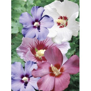 Roseneibisch Partymix im Topf mit Blüten in Weiß, Lila und Pink. Hibiskus für Garten und Kübel.