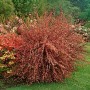 Rosa blühender Besenginster Cytisus Praecox Hollandia, 30–40 cm hoch.