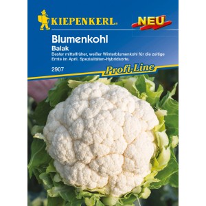 Kiepenkerl Profi-Line Blumenkohl Balak, weiße Winterblumenkohlsorte für frühe Ernte.
