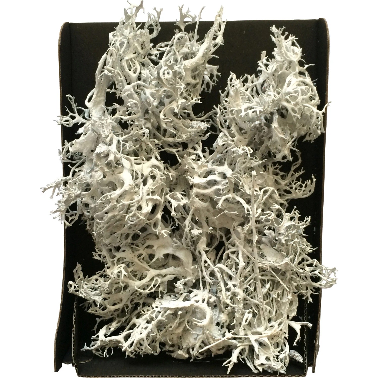Dekomoos Weiß in Black Box 22 cm x 15 cm x 5 cm