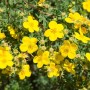 Gelber Fingerstrauch Potentilla Goldfinger, 30–40 cm hoch, blühend im Garten.